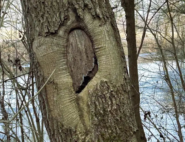 Naturherz?