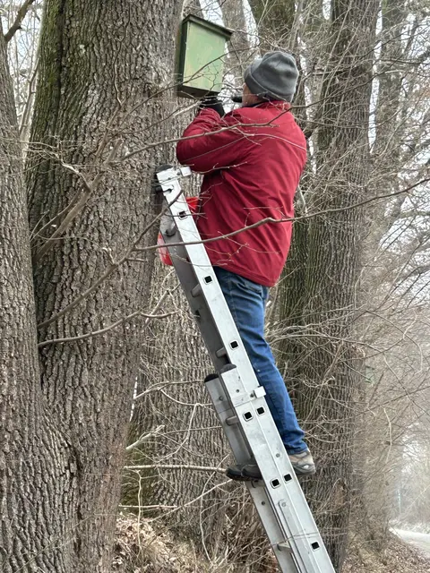 Vorsichtig öffnet Josef Fink einen Nistkasten. | Foto: Robert Mayer