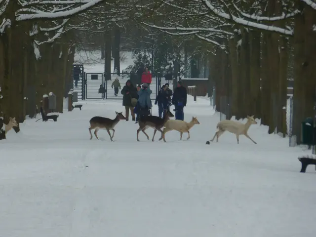 Blankenaise