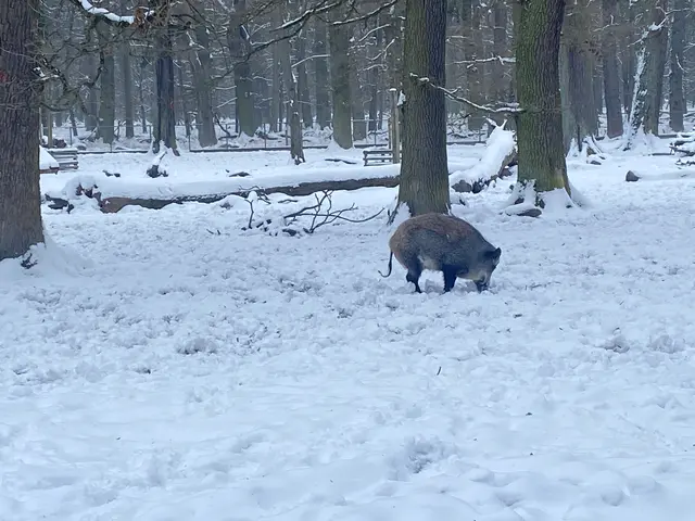 Die Wildscheine