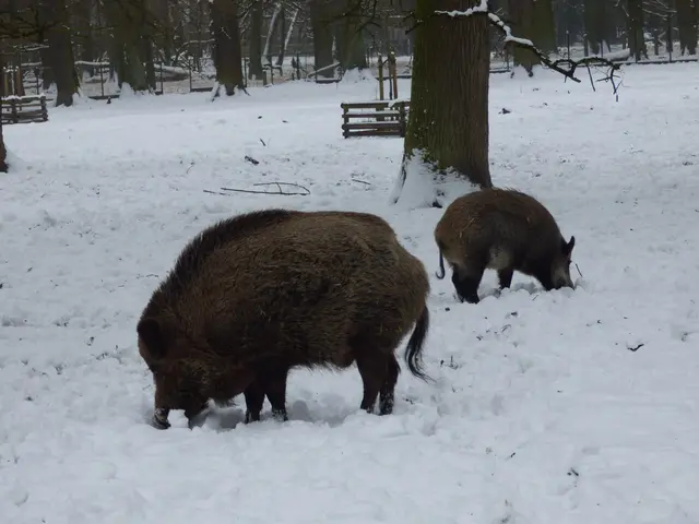 Unter dem Schnee kann man auch was finden