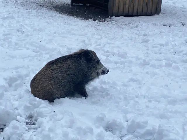 Sie schnüffeln