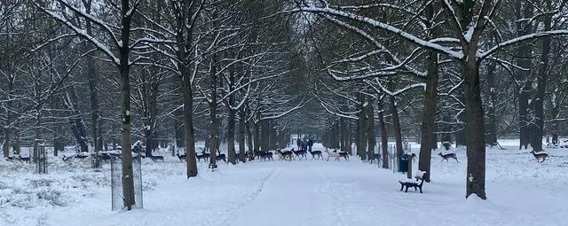 Polonaise