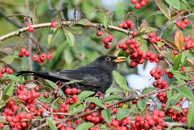 Amsel | Foto: Copyright Andreas Schäfer
