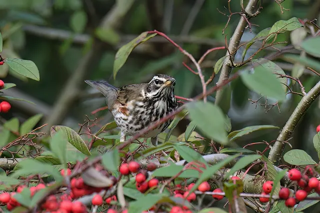 Rotdrossel | Foto: Copyright Andreas Schäfer