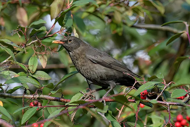 Amsel | Foto: Copyright Andreas Schäfer