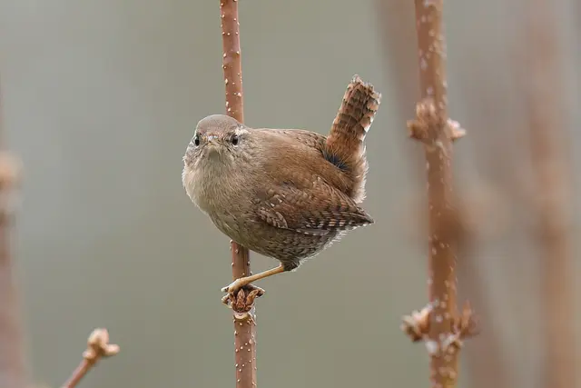 Zaunkönig | Foto: Copyright Andreas Schäfer