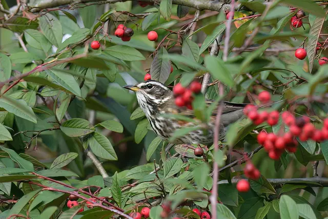 Rotdrossel | Foto: Copyright Andreas Schäfer
