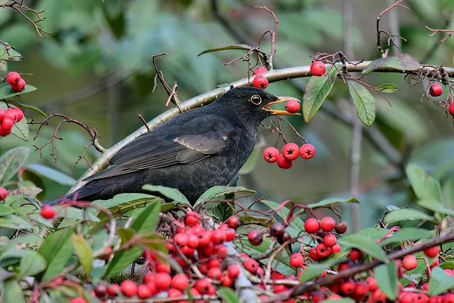 Amsel | Foto: Copyright Andreas Schäfer