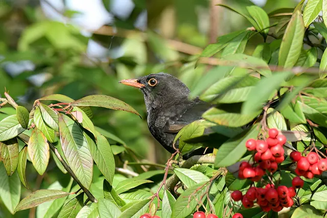 Amsel | Foto: Copyright Andreas Schäfer