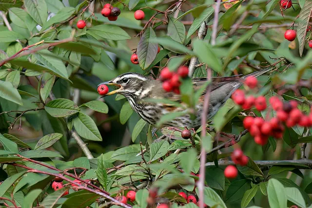 Rotdrossel | Foto: Copyright Andreas Schäfer