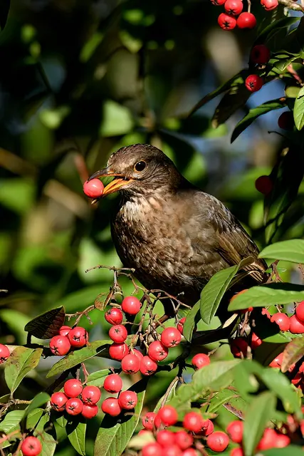 Amsel | Foto: Copyright Andreas Schäfer