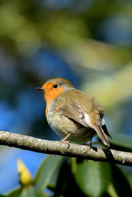 Rotkehlchen | Foto: Copyright Andreas Schäfer