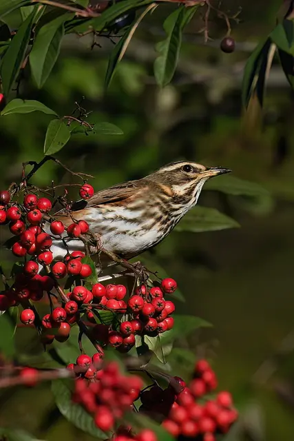Rotdrossel | Foto: Copyright Andreas Schäfer