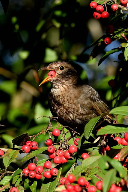 Amsel | Foto: Copyright Andreas Schäfer