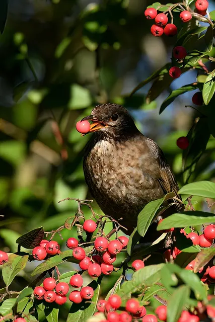 Amsel | Foto: Copyright Andreas Schäfer
