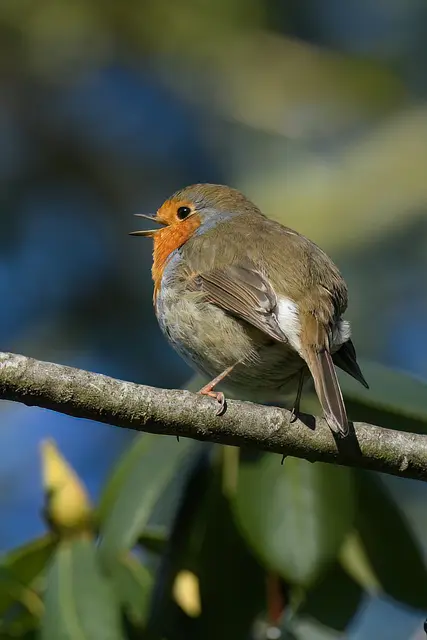Rotkehlchen | Foto: Copyright Andreas Schäfer
