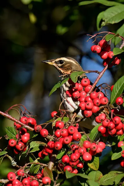 Rotdrossel | Foto: Copyright Andreas Schäfer
