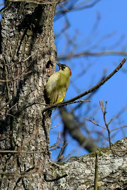 Grünspecht | Foto: Copyright Andreas Schäfer