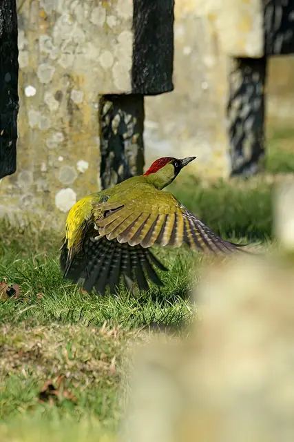 Grünspecht | Foto: Copyright Andreas Schäfer