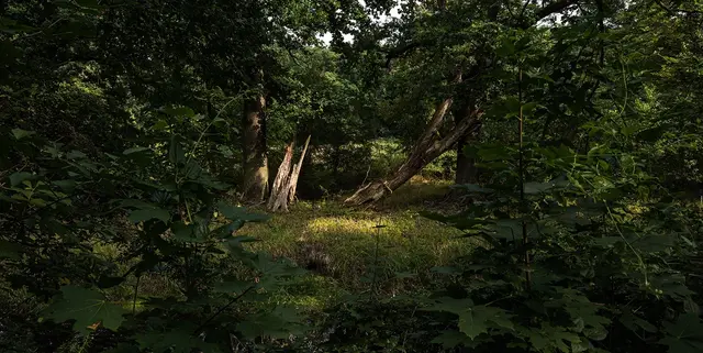 Der Deutsche Preis für Nature Writing ehrt Autor*innen, die sich in ihrem Werk auf ›Natur‹ beziehen. | Foto: Gabriela Torres Ruiz