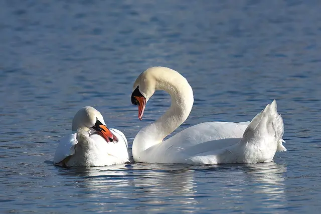Höckerschwäne | Foto: Copyright Andreas Schäfer