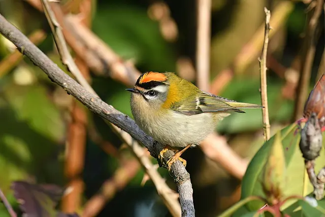 Sommergoldhähnchen | Foto: Copyright Andreas Schäfer