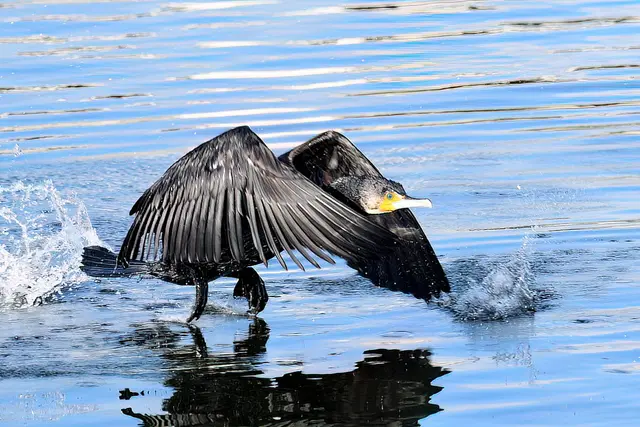 Kormoran | Foto: Copyright Andreas Schäfer