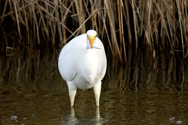 Silberreiher | Foto: Copyright Andreas Schäfer