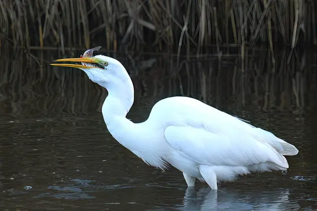 Silberreiher | Foto: Copyright Andreas Schäfer