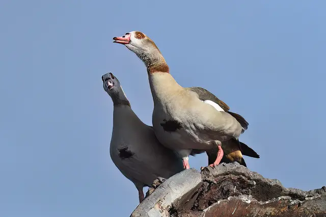 Nilgans | Foto: Copyright Andreas Schäfer