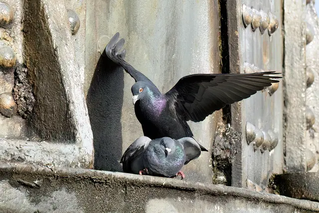 Stadttauben | Foto: Copyright Andreas Schäfer