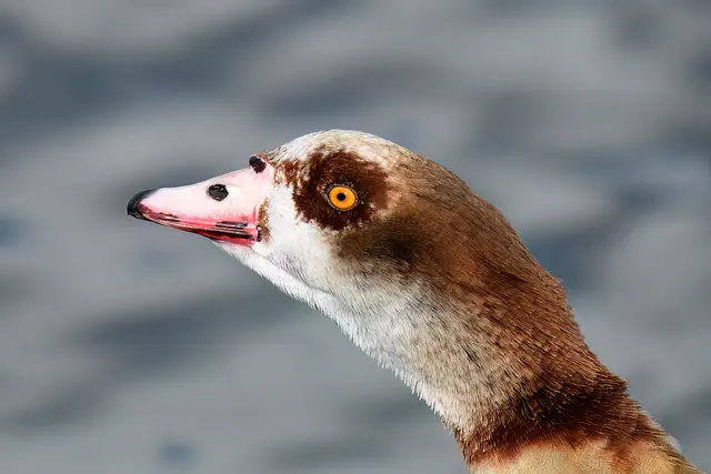 Nilgans | Foto: Copyright Andreas Schäfer