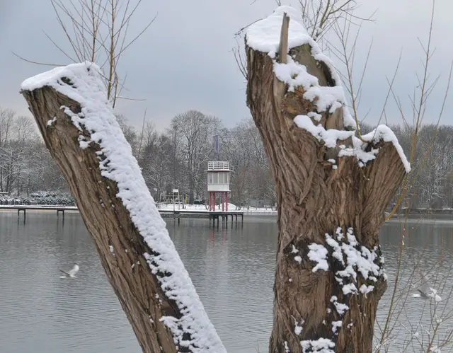 Das Motiv einrahmen - wie hier durch die Baumstämme - vermittelt Tiefe im Bild
