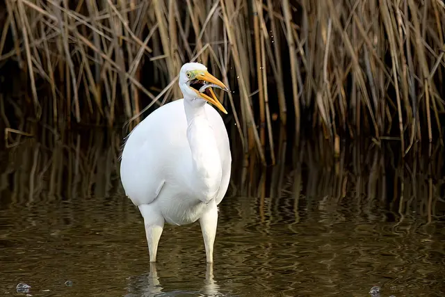 Silberreiher | Foto: Copyright Andreas Schäfer