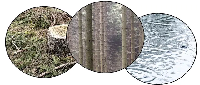 Nicole - 1 Punkt - Regenwaldrodung