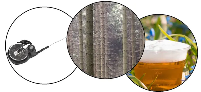 Gudrun - 1 Punkt - Waldblumenwanze