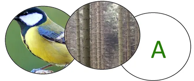 Gudrun - 1 Punkt - Waldameise