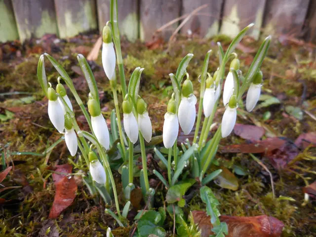 Original-Foto | Foto: M. A.