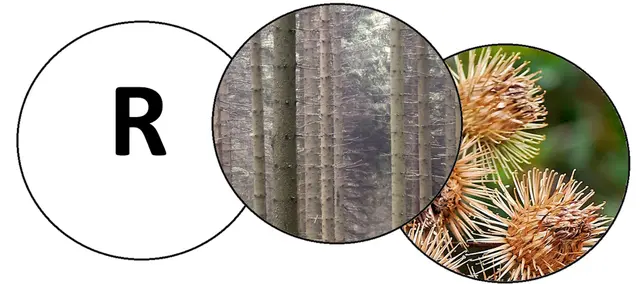 Nicole - 1 Punkt - Kletterwald