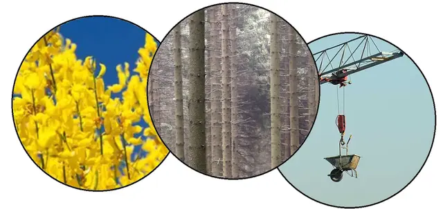 Nicole - 1 Punkt - Waldginsterkatze