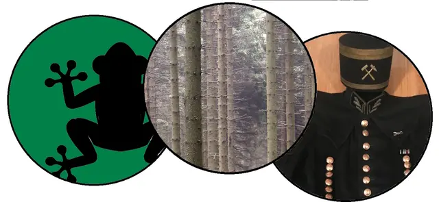 Gudrun - 1 Punkt - Waldsteigerfrosch