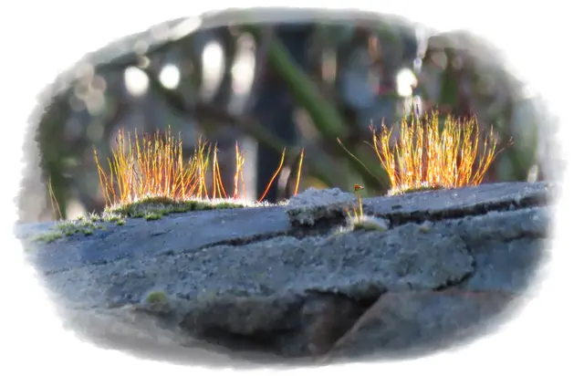 Winterschlaf ade: kleine Wunder zwischen den Steinen