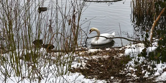 Am Silbersee | Foto: Shima Mahi