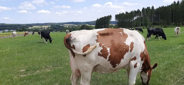..geht ihr am Hintern vorbei 