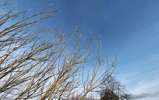 Die ersten Weidenkätzchen | Foto: Shima Mahi