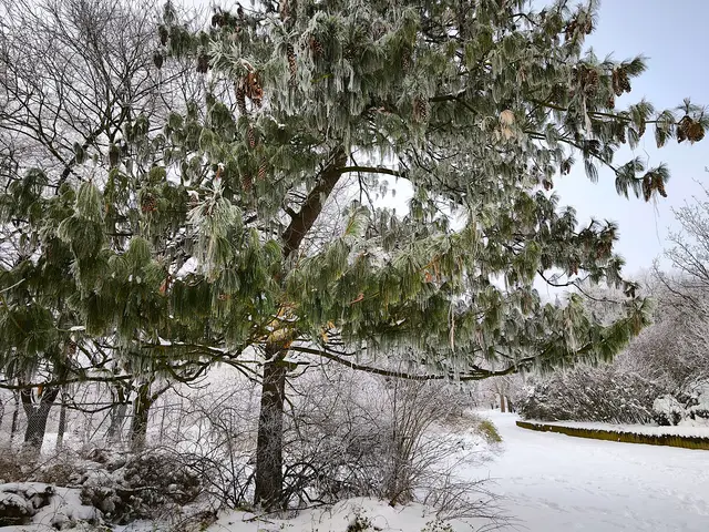 Nadelbaum zart gepudert | Foto: Shima Mahi