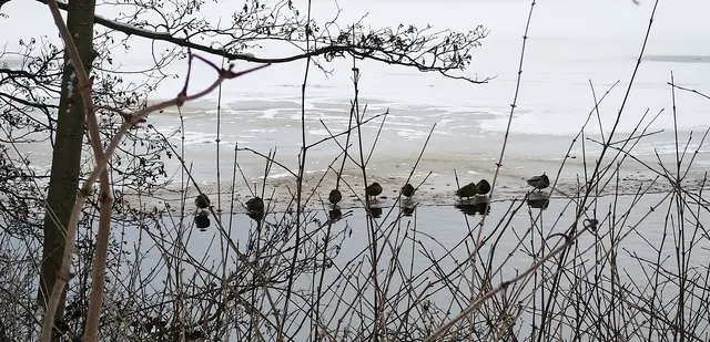 Am Eisrand aufgereiht | Foto: Shima Mahi