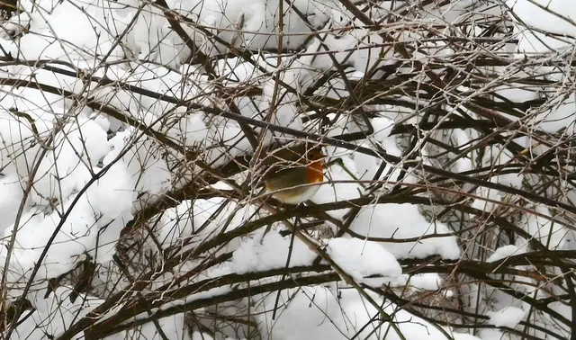 Verstecken geht nicht, die Brust ist einfach zu rot! | Foto: Shima Mahi