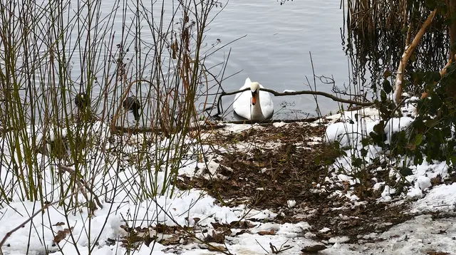 Am Silbersee | Foto: Shima Mahi